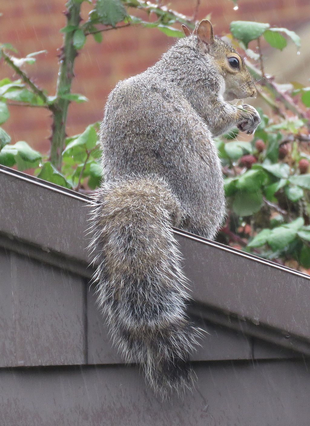  Grey Squirrel 